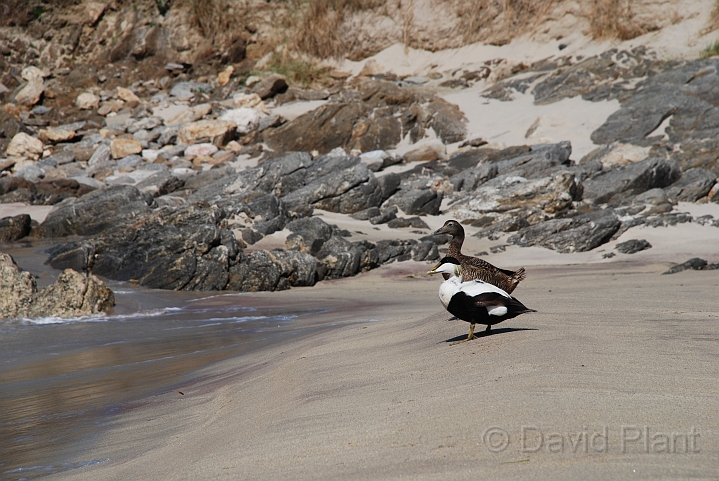 Eider male and female - A.JPG - Eider, male and female - Shetland Islands